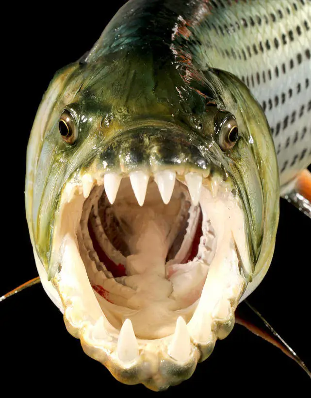 在河中讓鱷魚為之膽寒，在魚缸里受盡欺負，巨狗脂鯉為何要這樣？