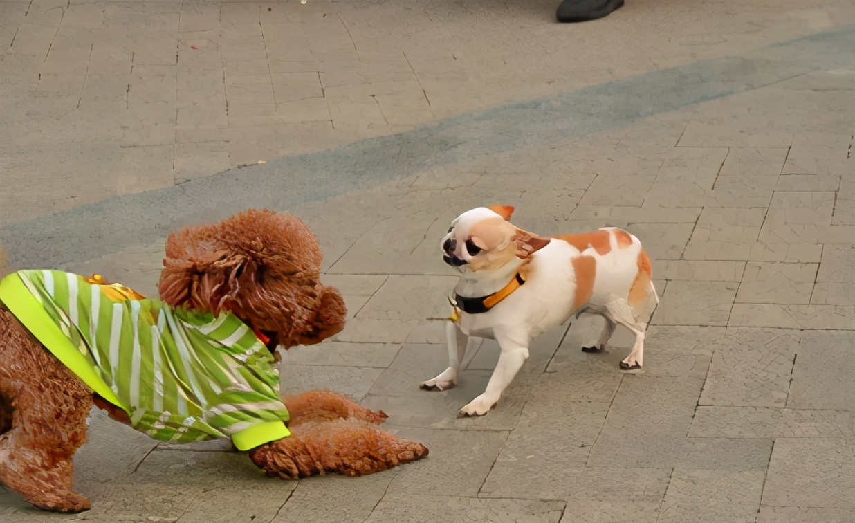 泰迪犬这几种行为再不管教 它就骑到你头上来了 馋不腻狗粮 Mdeditor