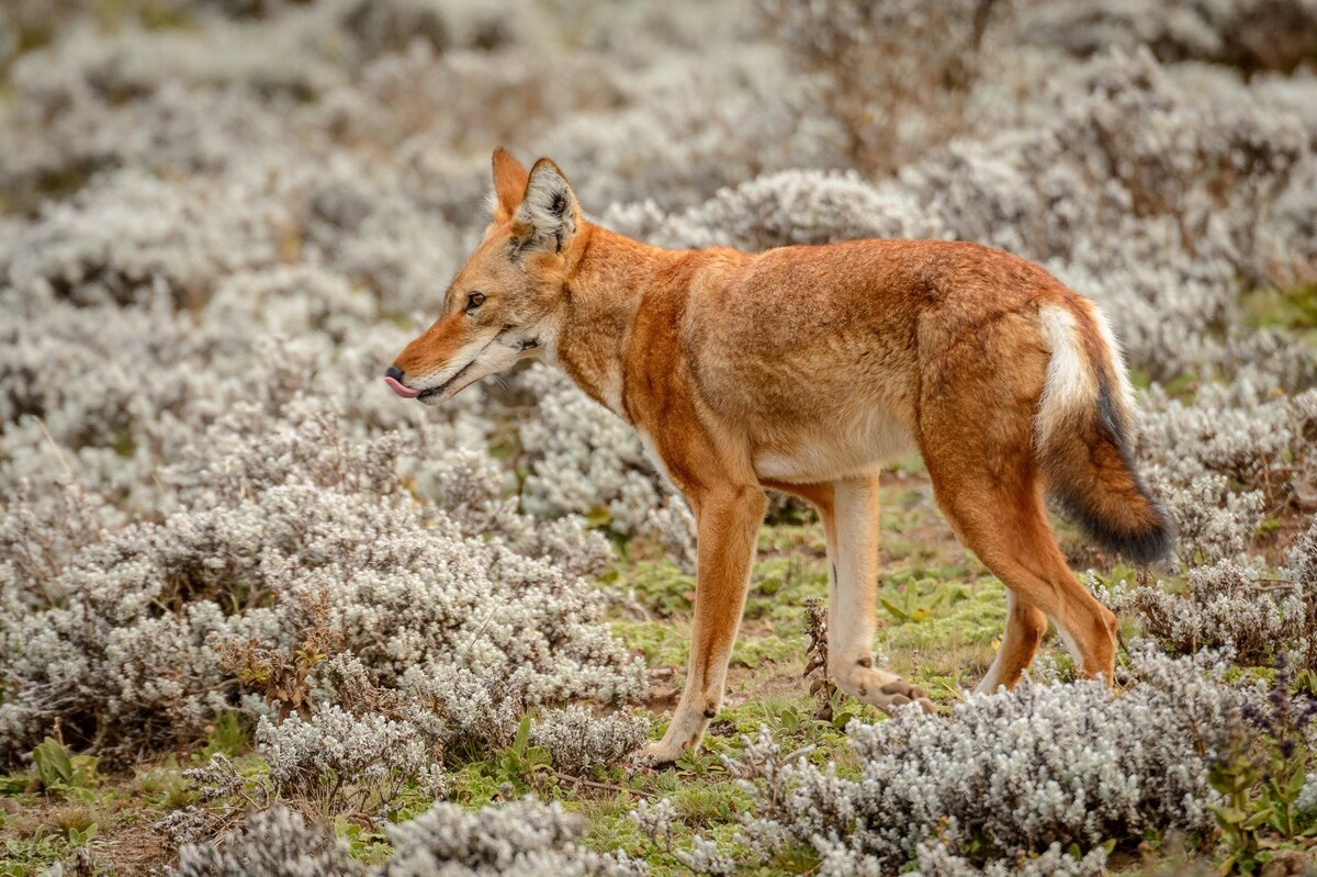 Life is suffering!Wolves eat meat, but Ethiopian wolves are reduced to