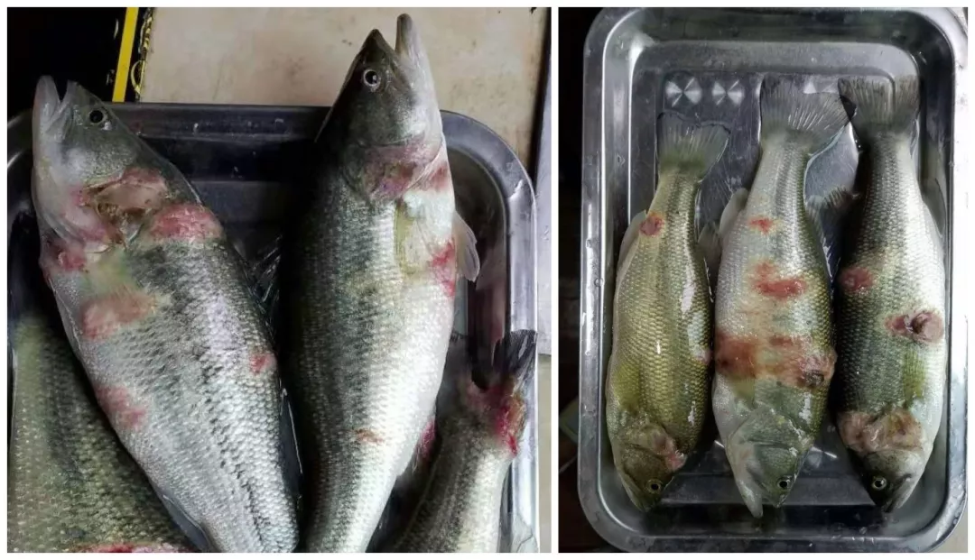 水霉病难以治愈的原因 水霉病难以治愈的原因