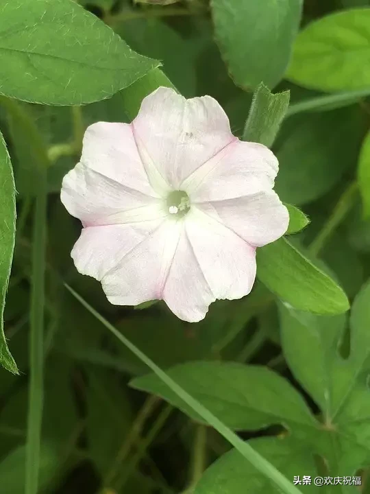 适合早安的话语 早安心语优美的句子集锦图片