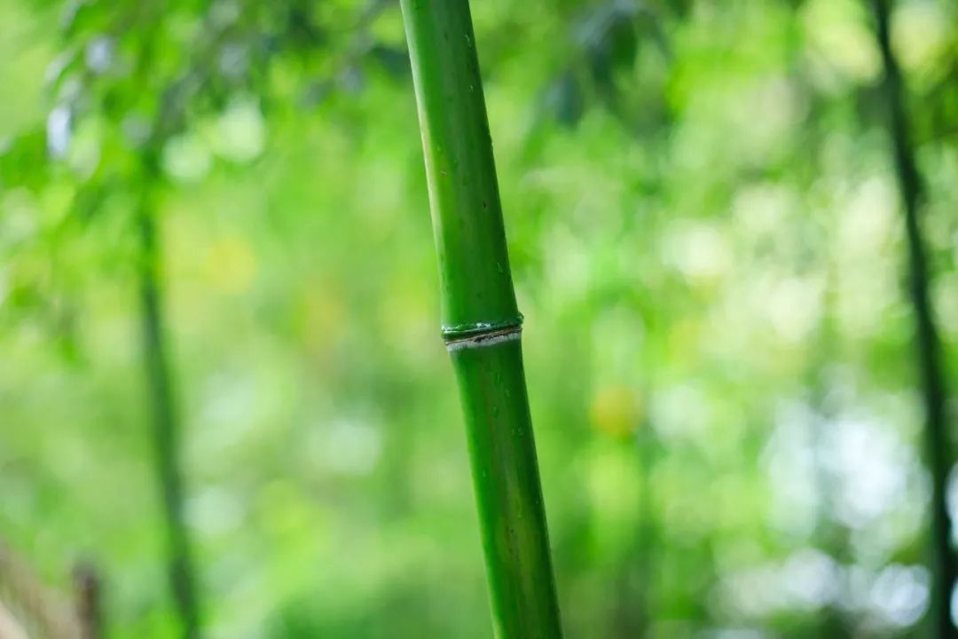 100首夏日诗词，带你清凉一夏-第6张图片-诗句网