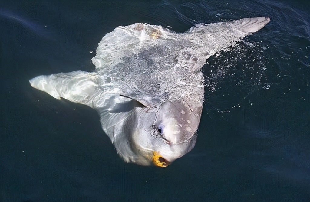 世界上最傻動物翻車魚，完全沒有自保能力，被海豹吃掉也無動于衷