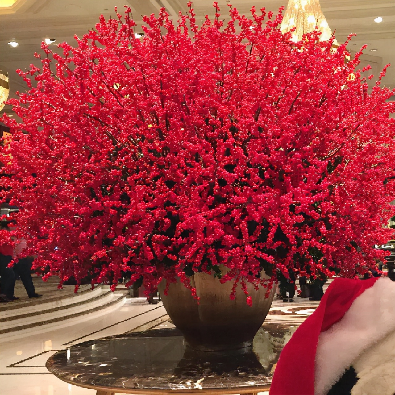 6 kinds of "expensive flowers" that are not worth the money iNEWS