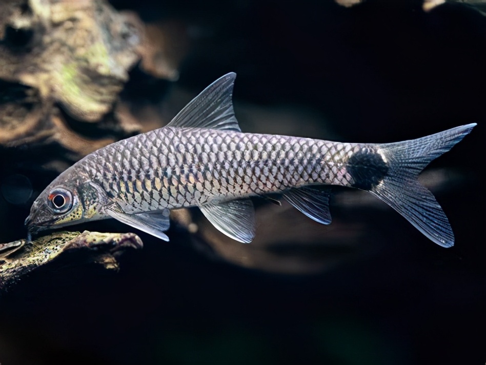 观赏鱼类_西南渔业网 水花鱼 水产养殖专业网 渔业行业门户网 西南