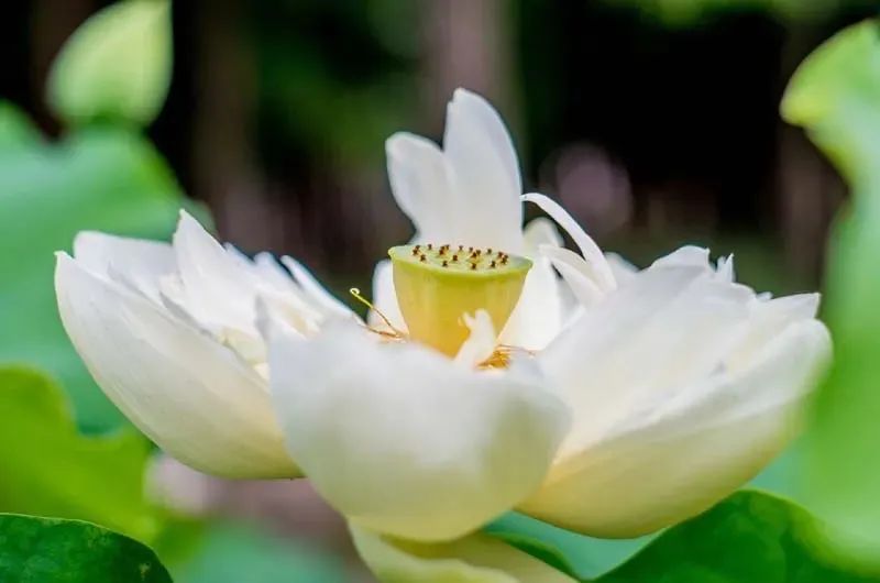 N kinds of ways to eat lotus, delicious and healthy, most suitable for