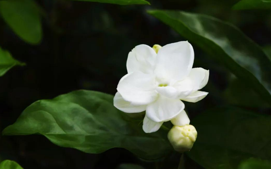 好一朵茉莉花，12首茉莉花的诗词，茉莉花开香满院-第7张图片-诗句网