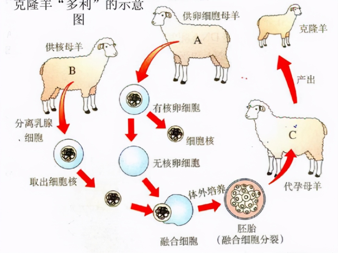 克隆羊很早就出現了，為什麼科學家至今都不克隆人？