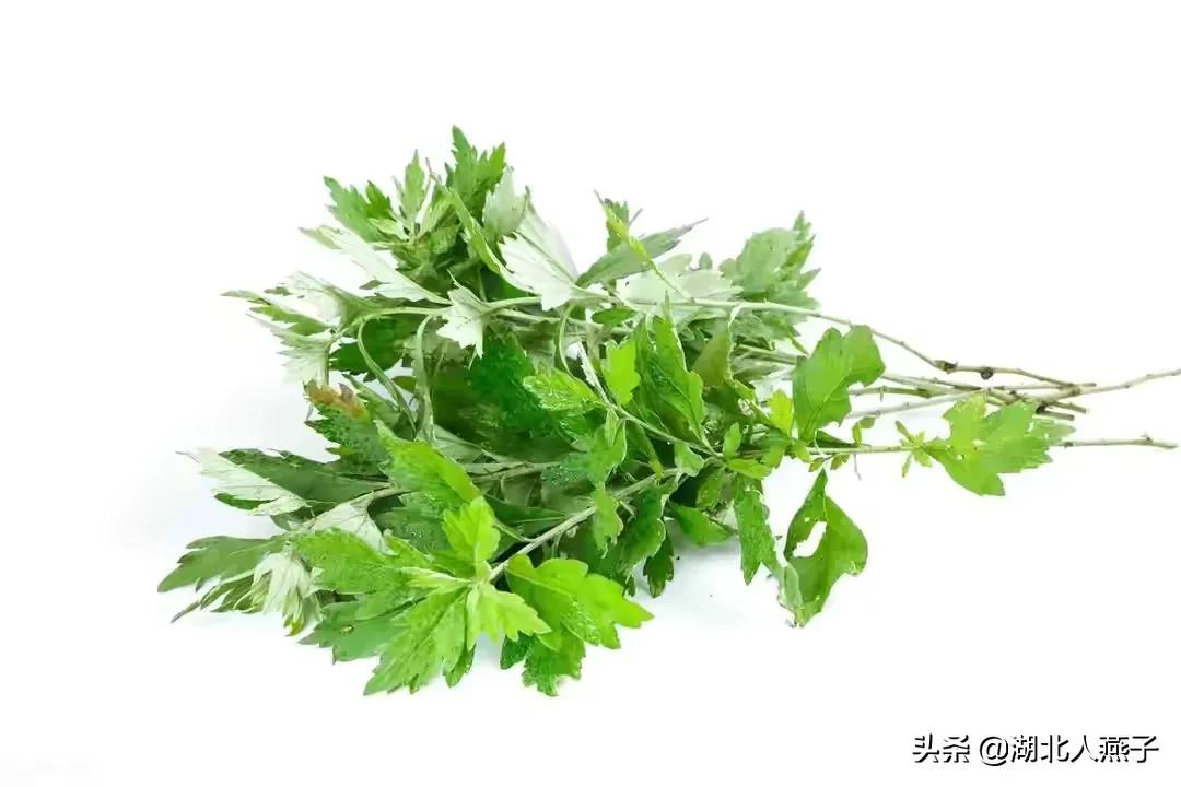 春天挖野菜，送你70种野菜图片大全，教你认识不同的野菜和吃法