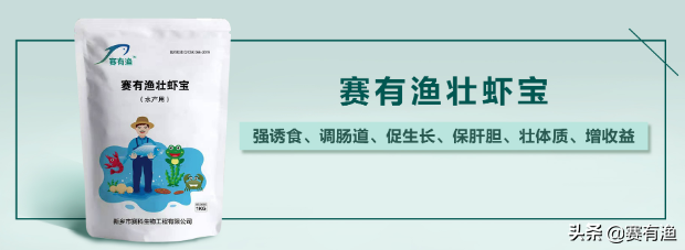 对虾体质较弱怎么办 白斑病常发如何预防