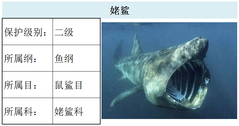 国家最新水生野生保护动物名录（共计三百余种），第2期