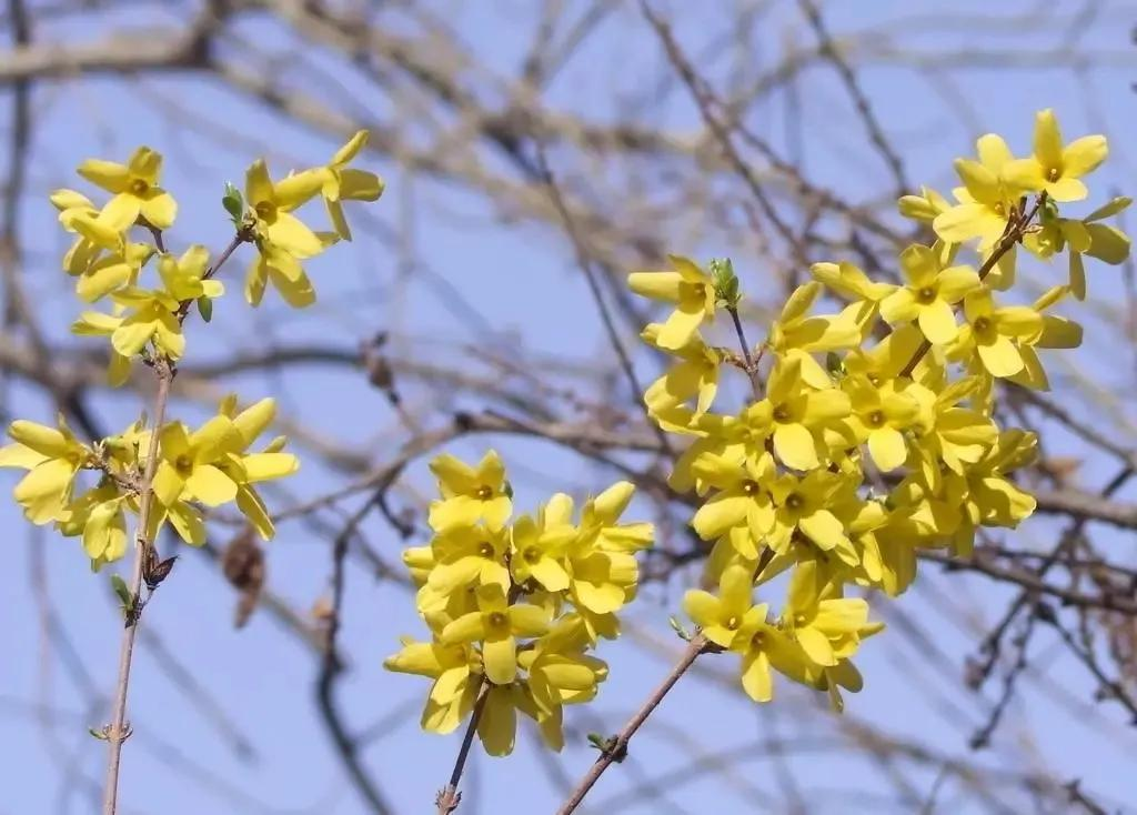 二十四节气｜惊蛰