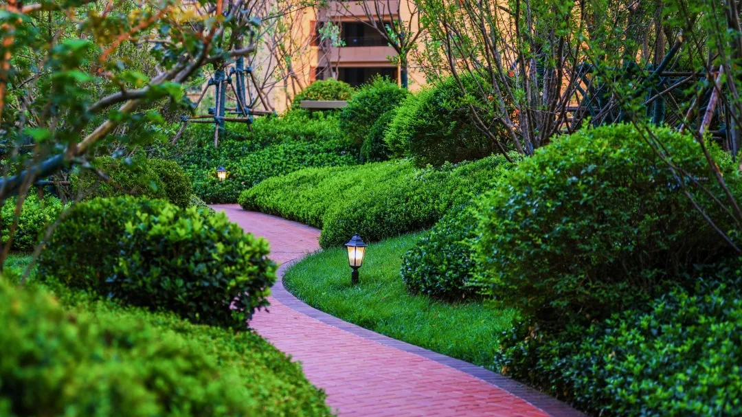 曾经播下的希望种子，此刻已枝繁叶茂