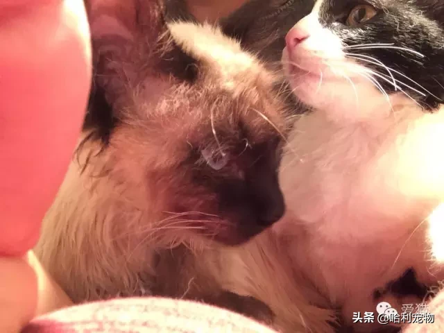 為什么暹羅貓會越長越黑？