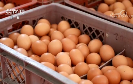 鸡蛋价格持续上涨 央视记者实地调查追问原因