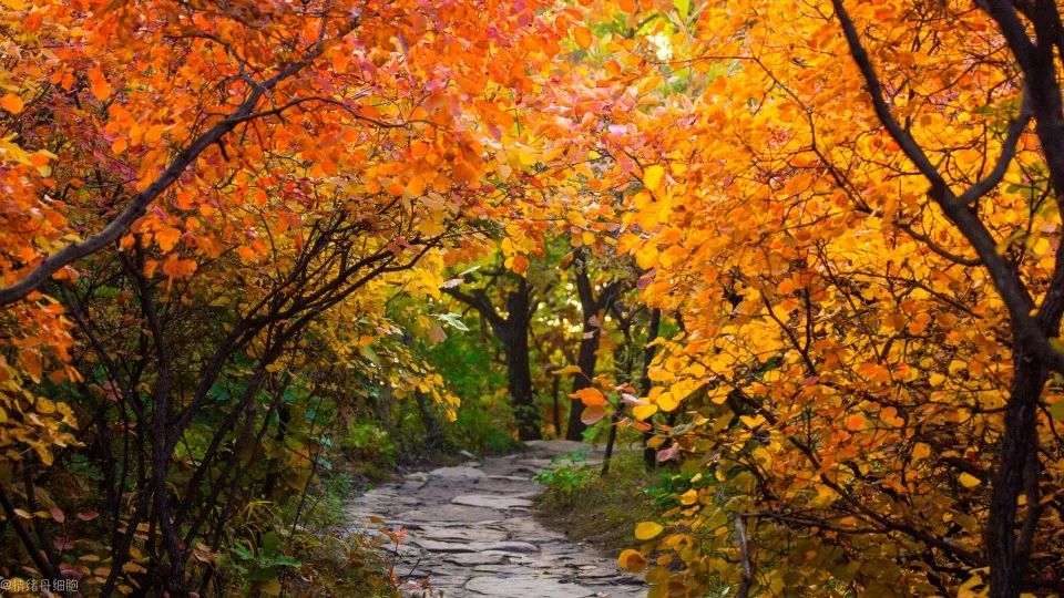 Simagou, Yaowang Valley, admire thousands of mu of red leaves, see the most beautiful autumn scenery, and keep the most beautiful autumn