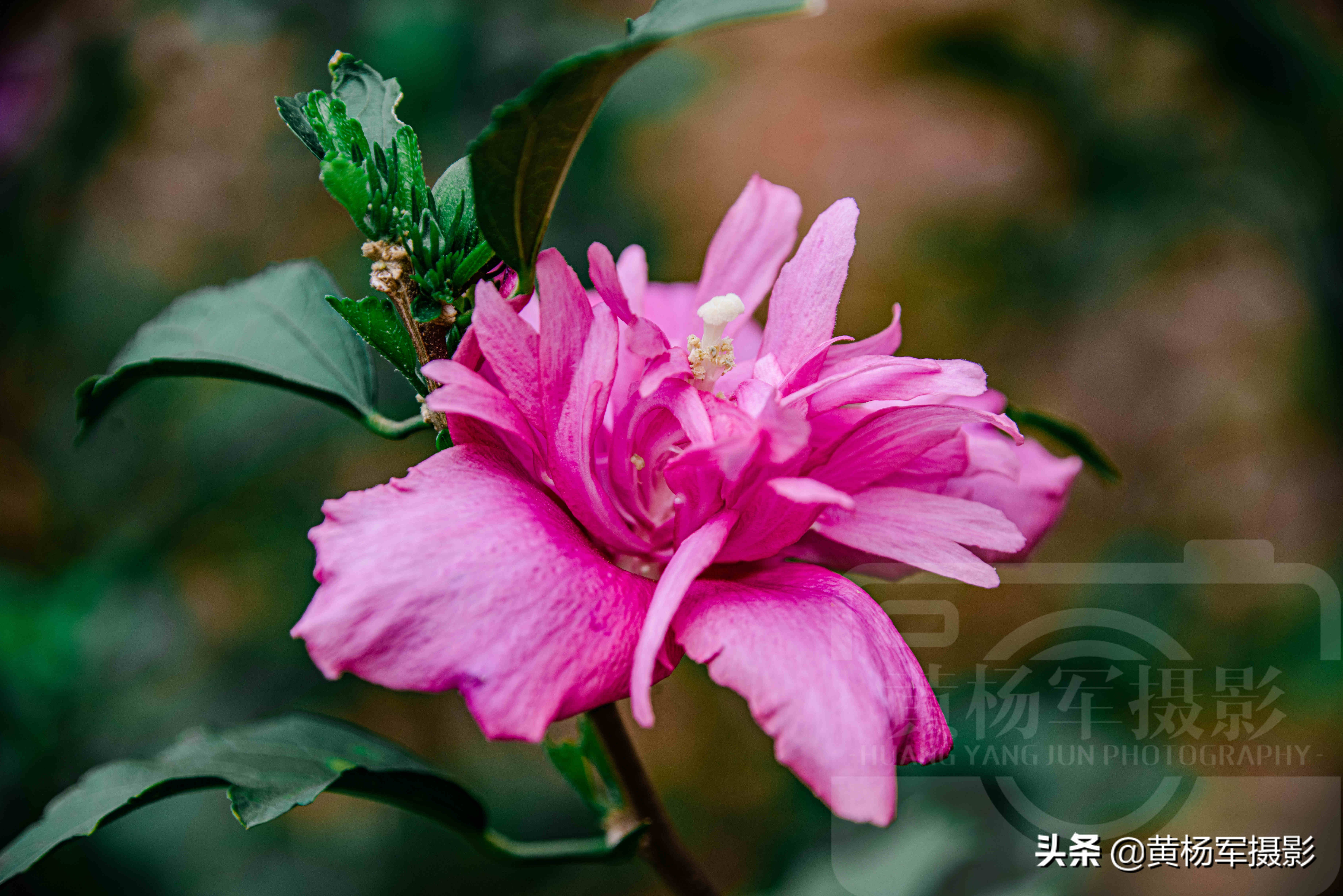 夏日絢爛綻放的木槿花 朝開暮落 豔麗多姿的綠葉紅花非常漂亮 黃楊軍攝影 Mdeditor