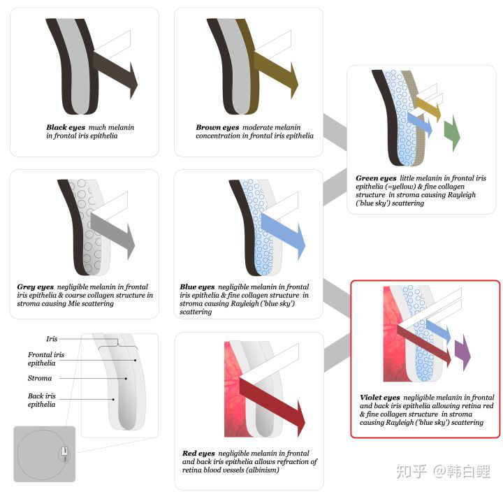 他們為何將眼球紋成黑色？瞳孔還有天生紅色？