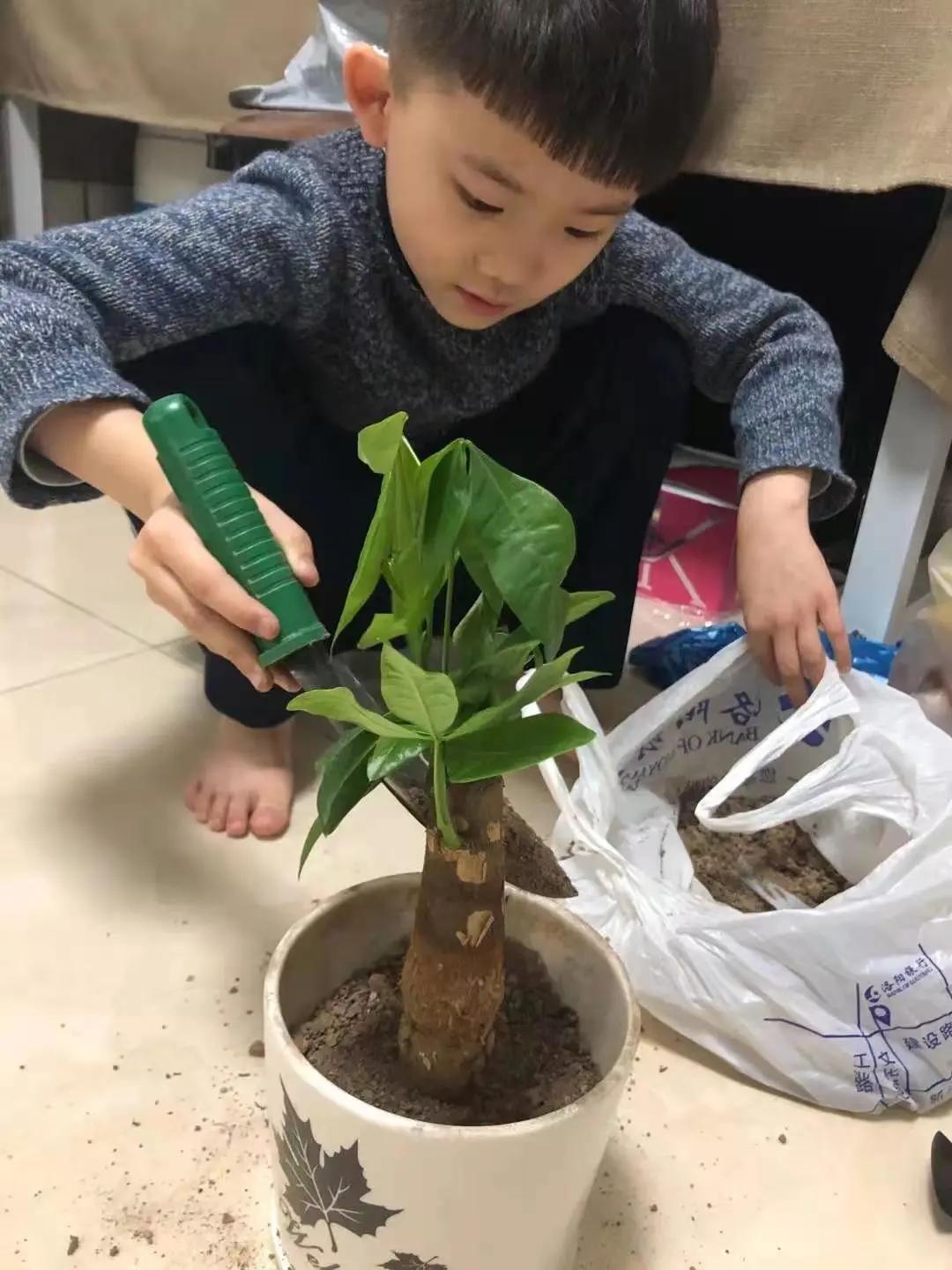 ��֮��.ֲ�̻���--�����еھ�Сѧֲ���ڻ��Ӱ