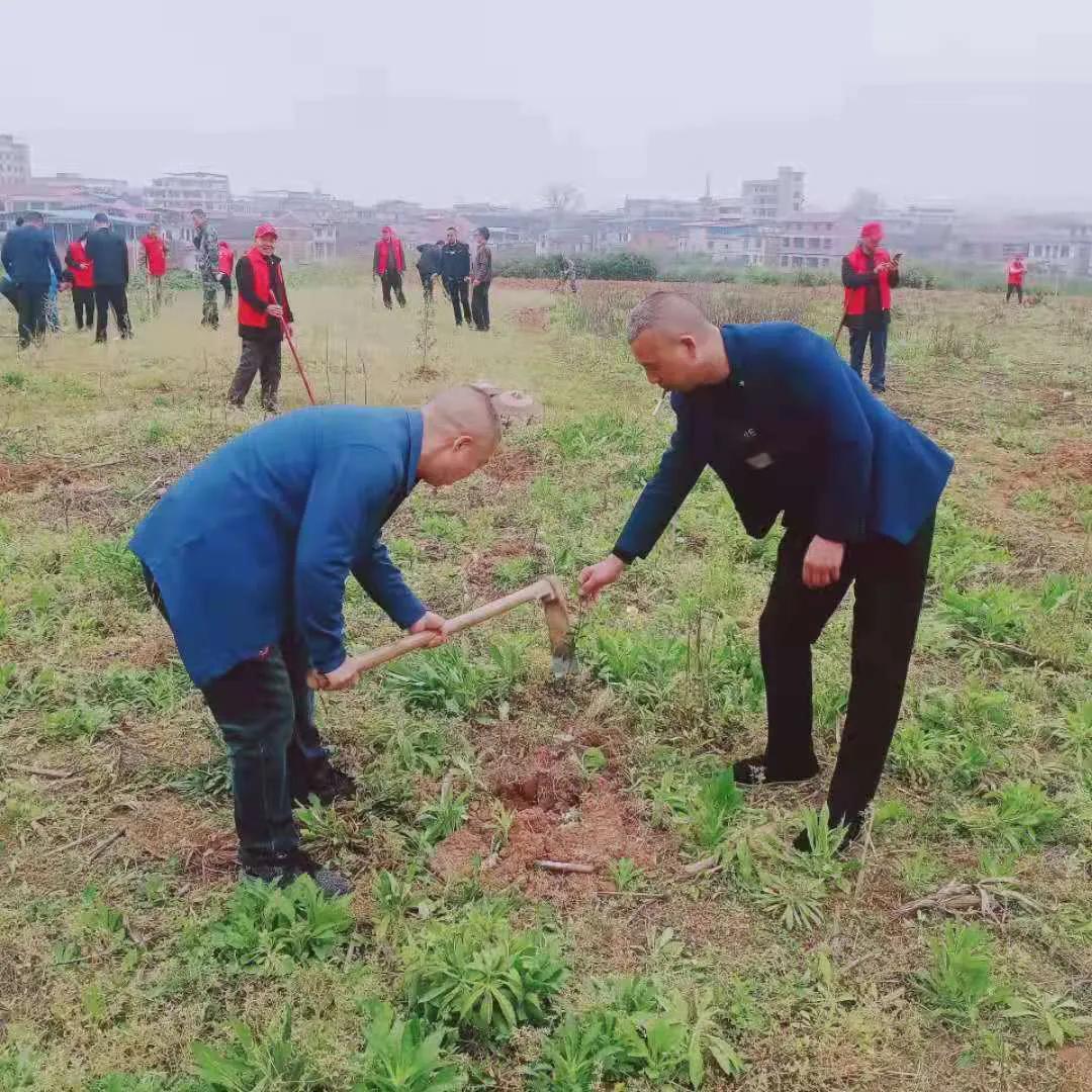 邵阳县谷洲镇：乡村振兴号角响， 油茶栽遍满山岗