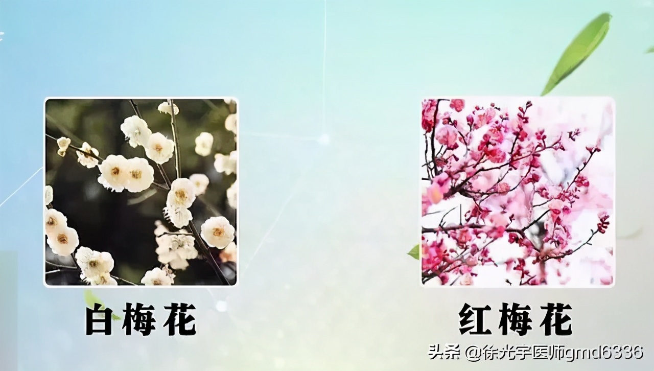 中医药治疗甲状腺结节有优势，1药1茶双管齐下，可健脾疏肝
