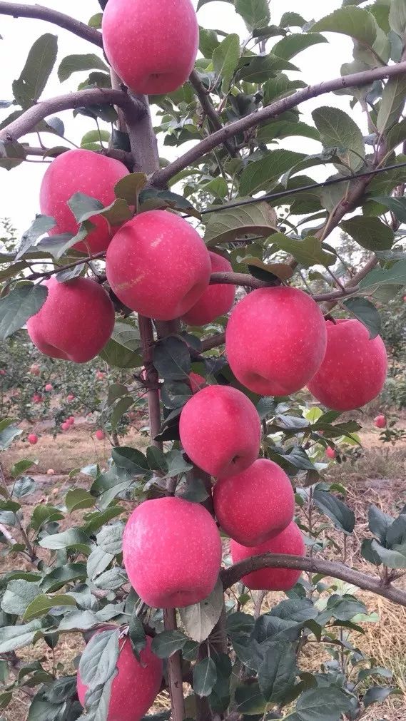全紅不套袋，晚熟抗性強，2020年必火蘋果品種——“瑞香紅”
