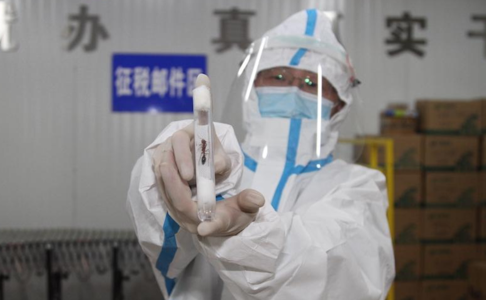 38隻毒螞蟻進入山東被查，毒性有多強？相似毒蟻15分鍾內可要人命
