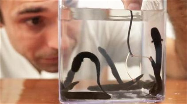 用电鳗的电电电鳗，电鳗会不会被电鳗的电电死？