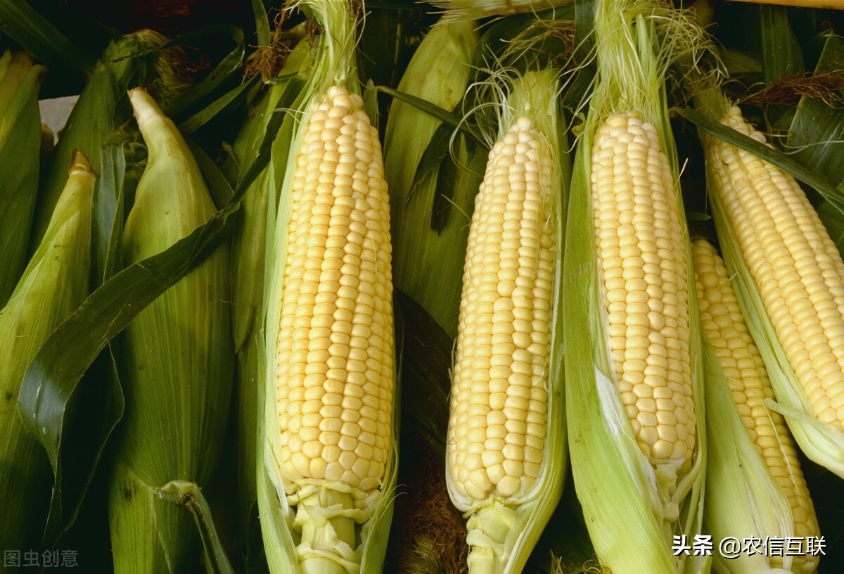 玉米市场缺乏强驱动，行情稳中调整