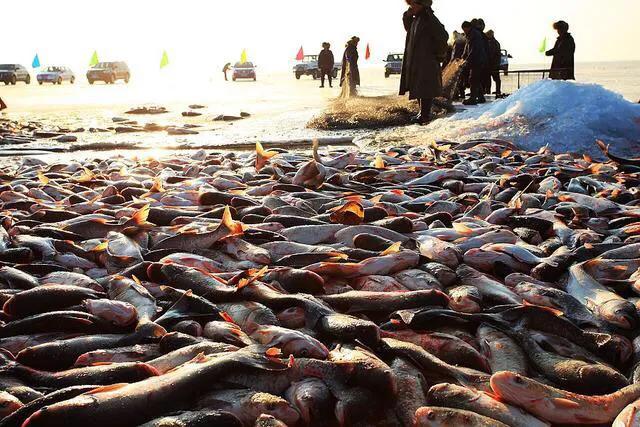 查干湖冬捕：每年300万斤，越捕越多，自然生长还是洗澡鱼？