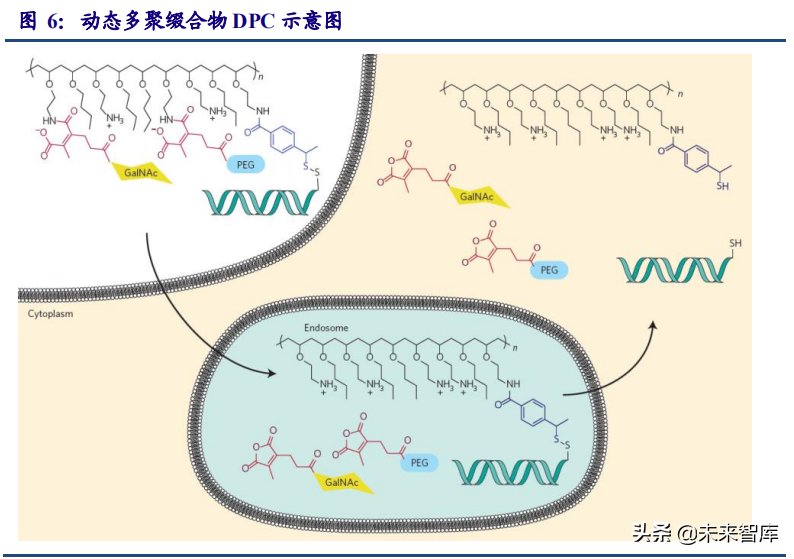 医药行业专题研究报告：小核酸优质赛道分析