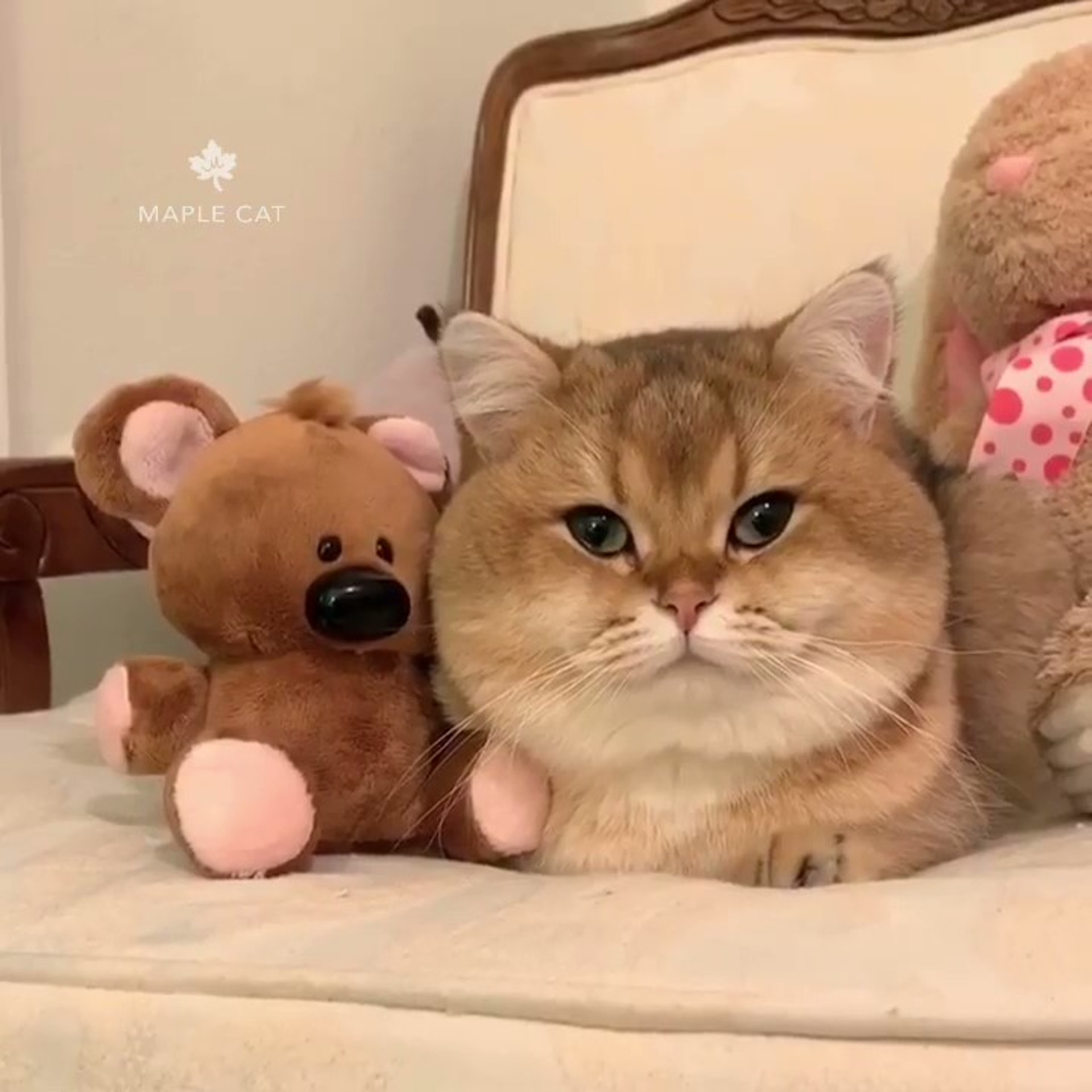英国短毛猫心爱小熊被妈抢走　反抗过程怒瞪妈　恶样获网民赞可爱