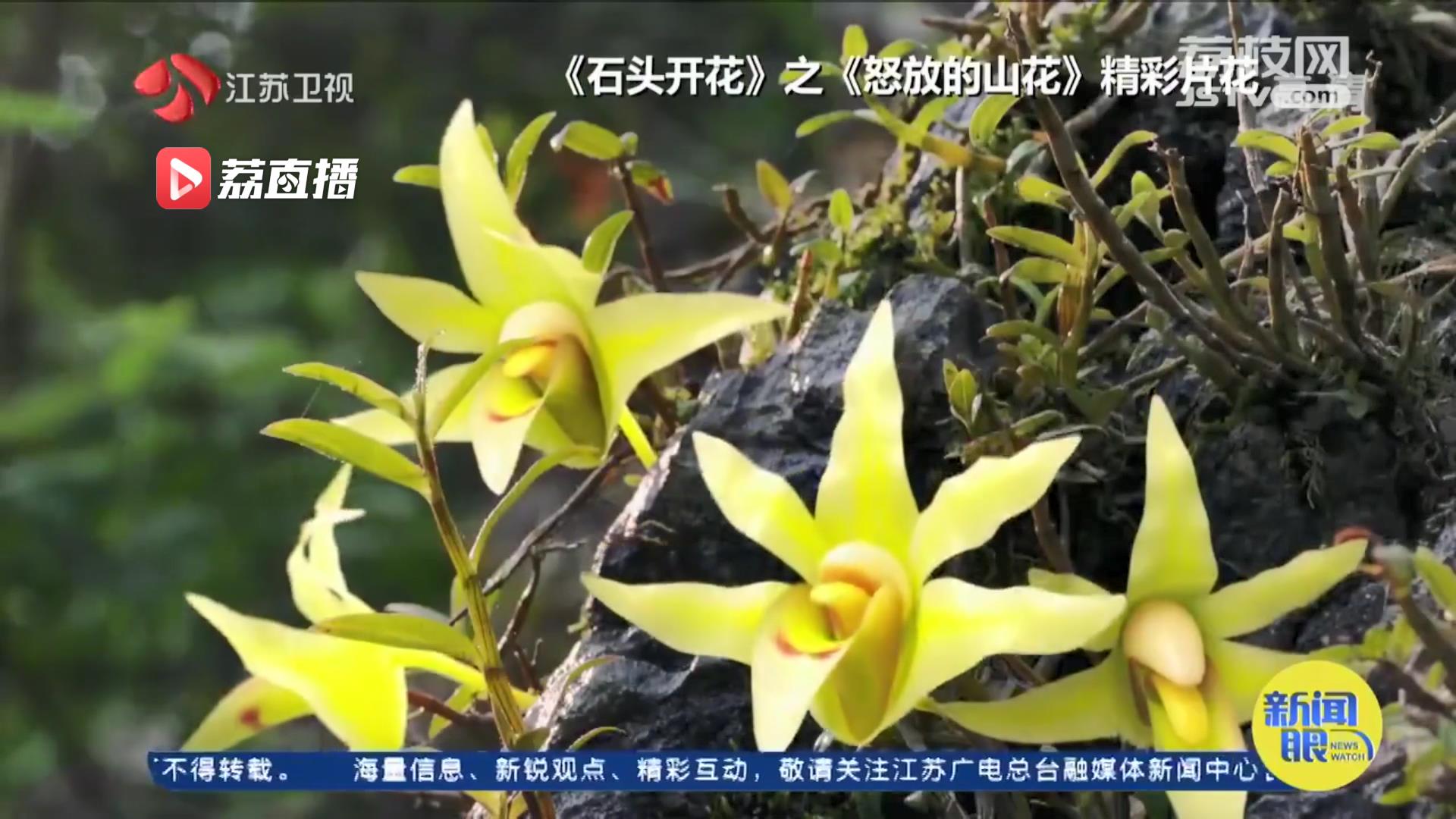 时代报告剧《石头开花》《怒放的山花》：扶贫先扶志 险峻石山石斛怒放