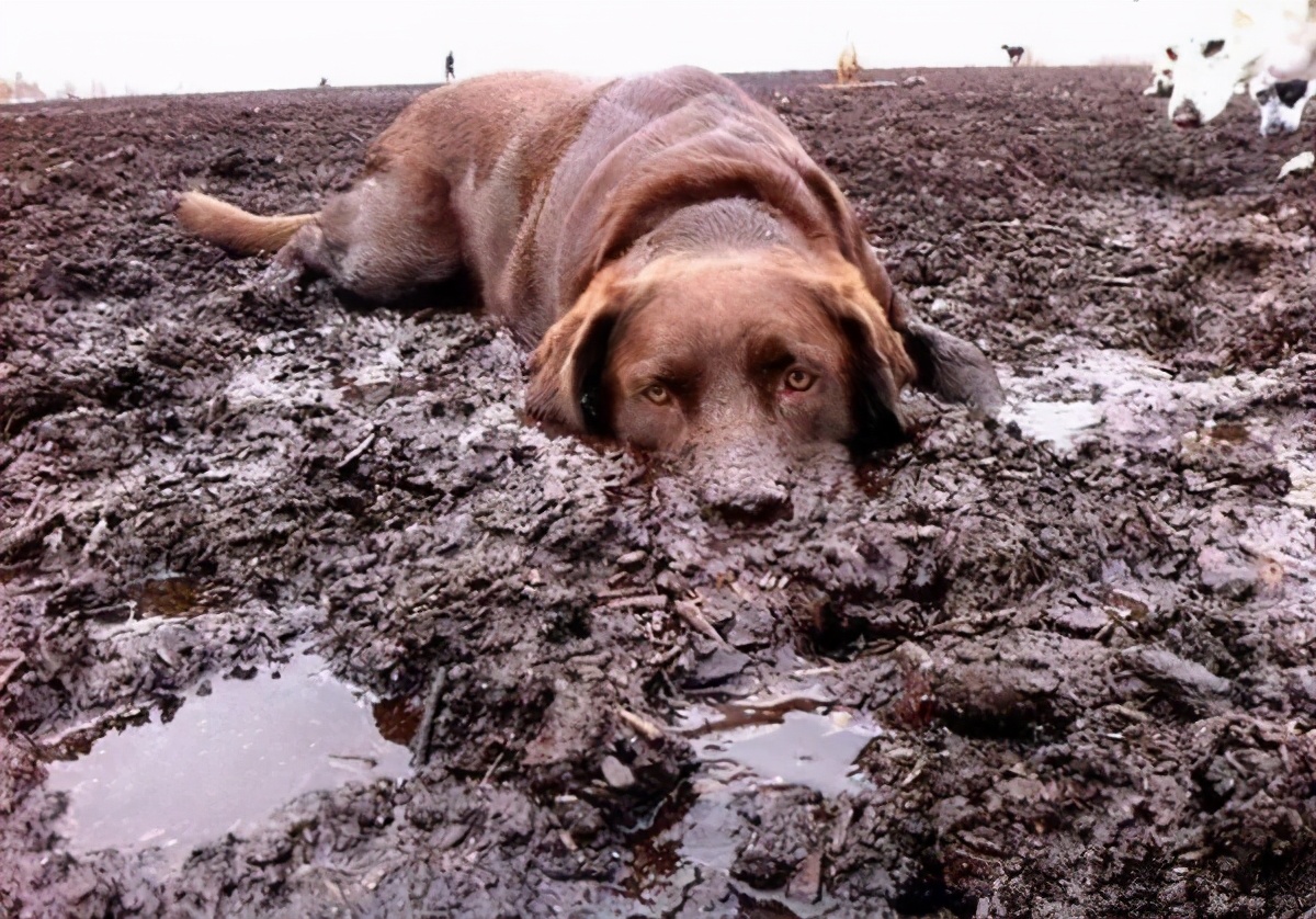 狗子躺地上打滚撒泼，可不仅仅是卖萌这么简单哦