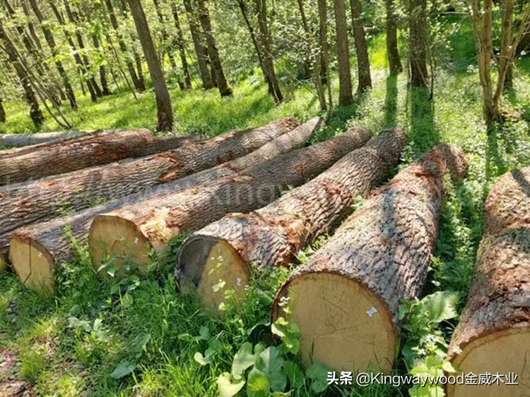 新季度原木砍伐，榉木/白蜡/白橡原木，欢迎咨询