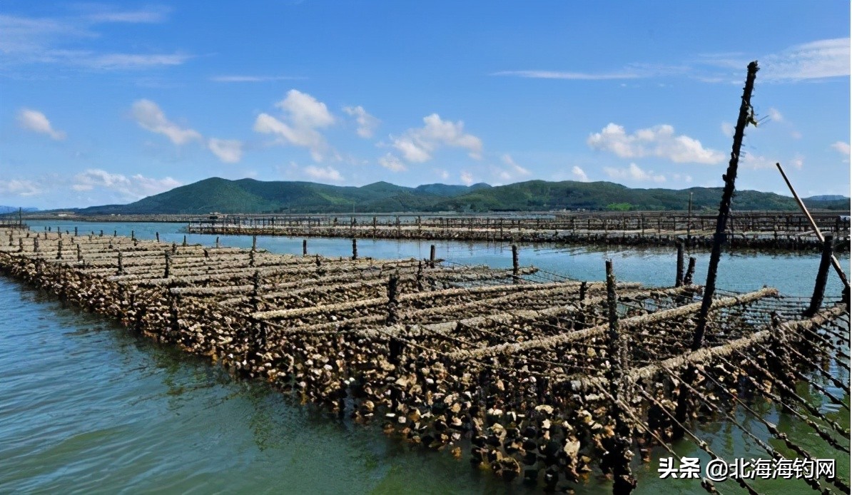 去北海生蚝养殖基地，钓鱼捕鱼喝海鲜粥