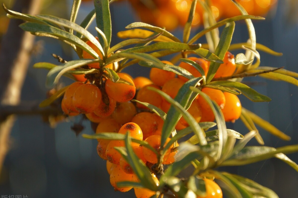 獼猴桃和沙棘果哪個維生素c含量高？ 維C之王稱號真的重要嗎？