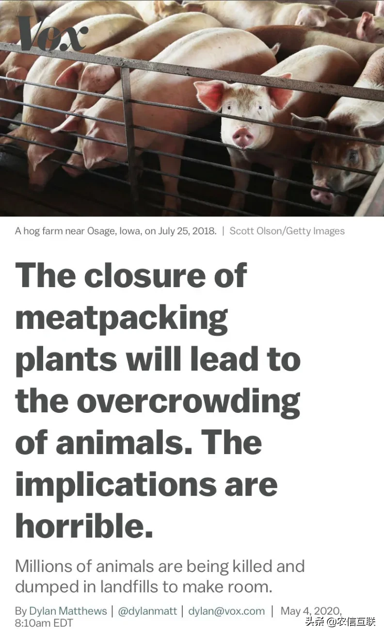 疫情下，美国死猪堆积如山！近40%猪肉产能停摆
