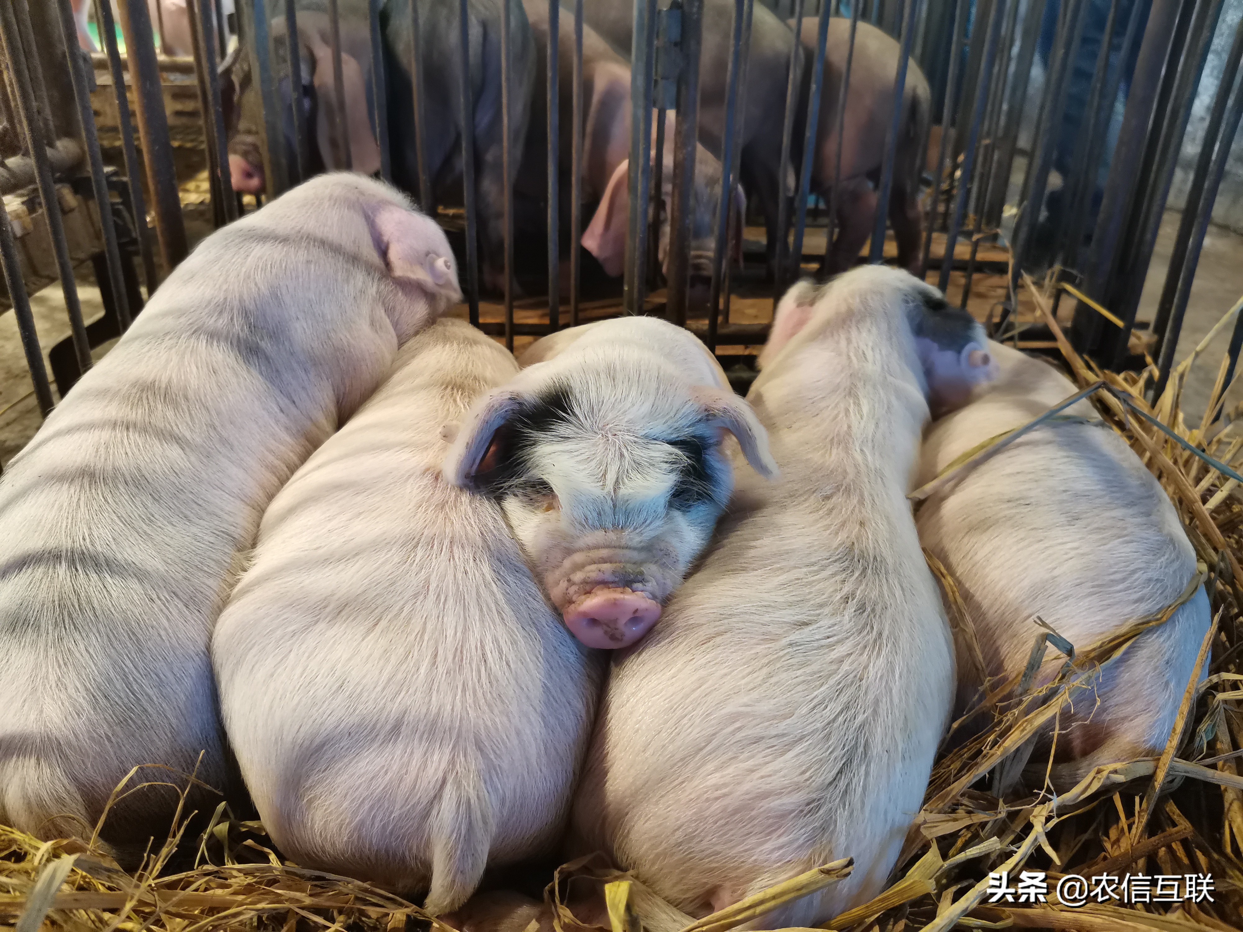 Wen gives column cut sth in half, look forward to of 4 big pigs does 130 million possibility have 2021 column how old? 