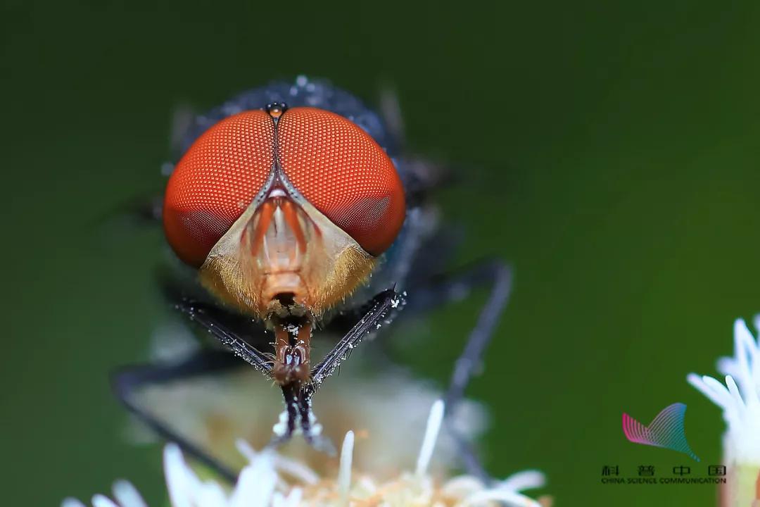 Why do flies always like to "rub their hands"?Would you screw your head off to play?I was