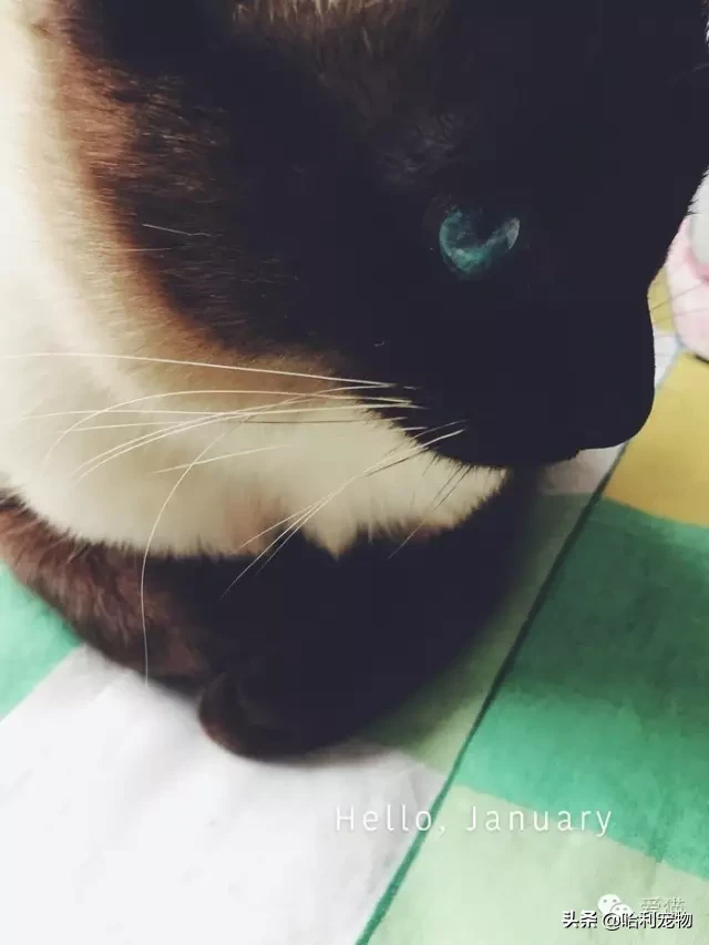 為什么暹羅貓會越長越黑？