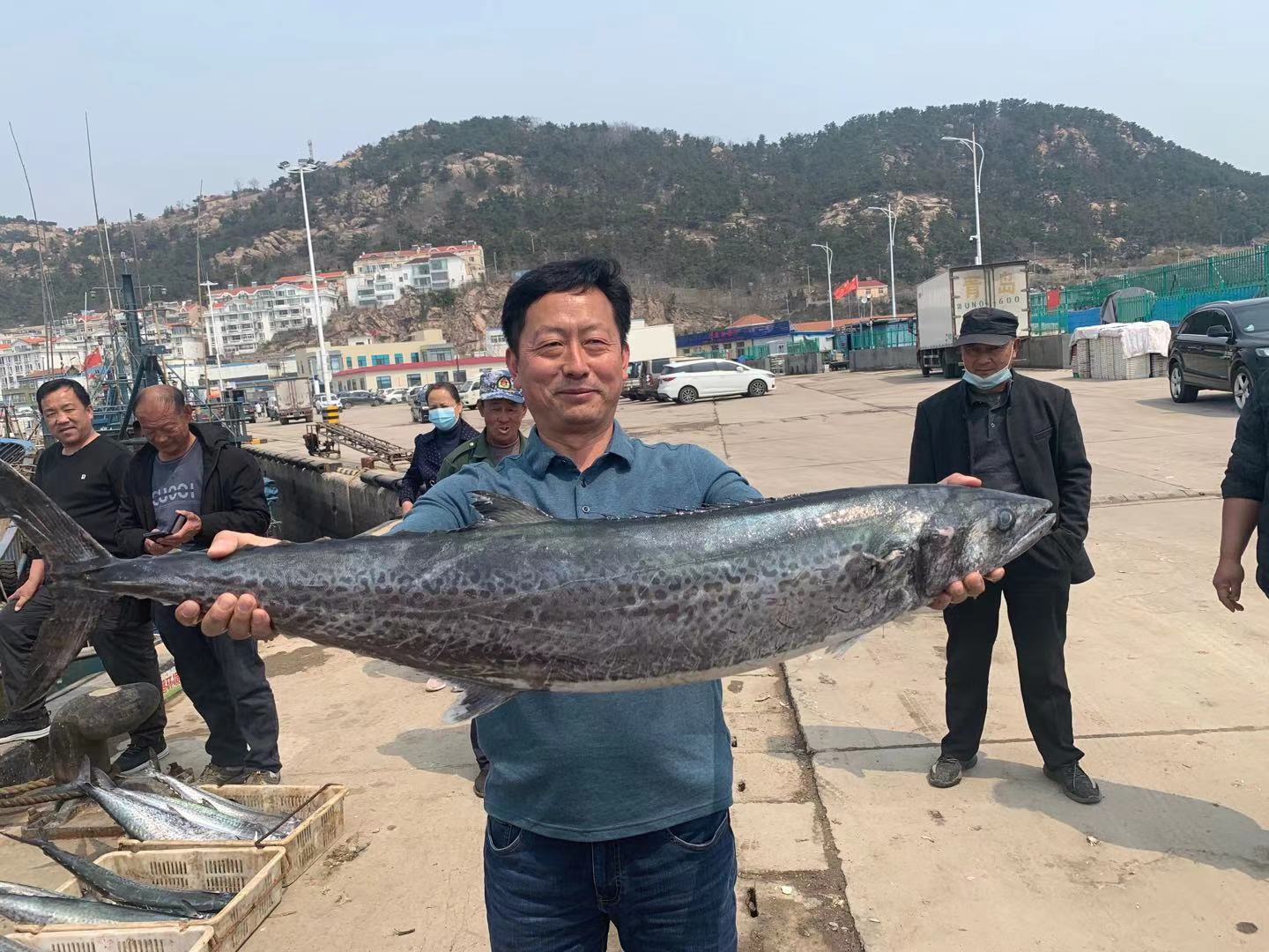 首船本地大鲅鱼上岸青岛郭老三船队6000斤鱼获两小时被抢光