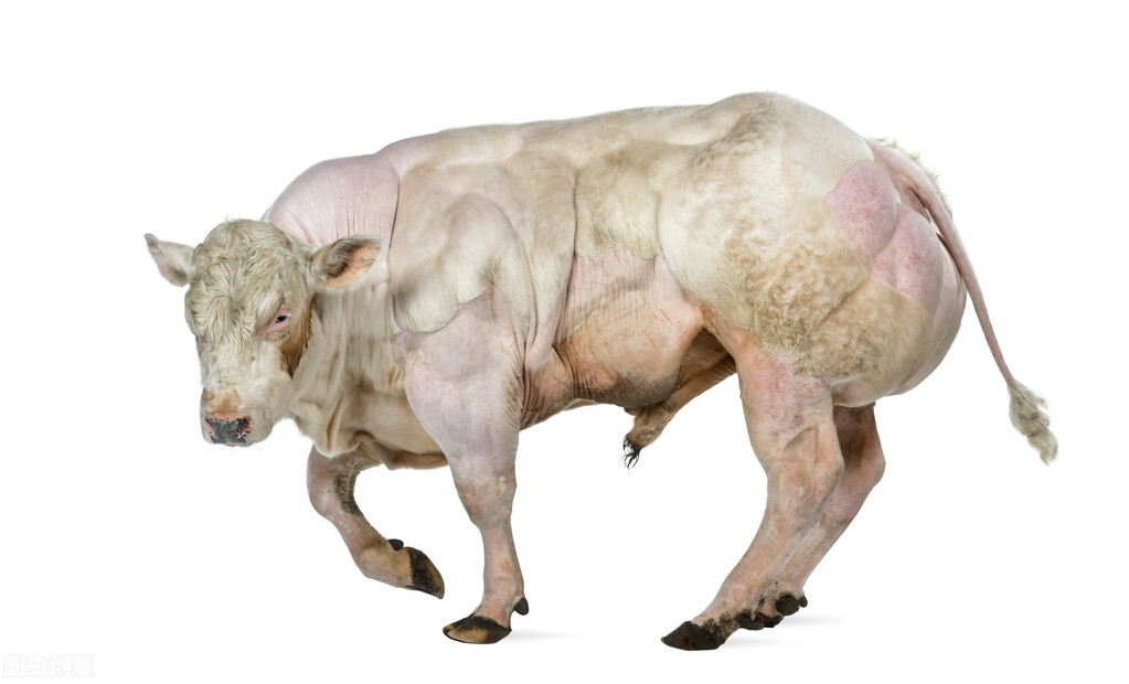 肉牛品种哪个好？世界十大著名肉牛都在这里了
