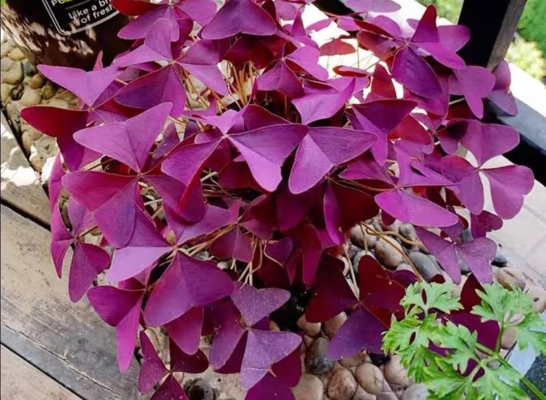 3 kinds of flowers, easy to grow and beautiful, the leaves are more ...