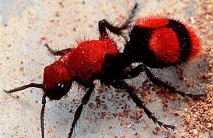 Disgusted Insect 20 most frightening and disgusting insects - iNEWS