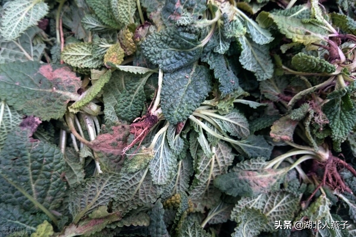 能吃的100种野菜图片(能吃的100种野菜图片一张)