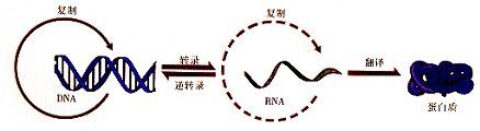 狗血斗争史：病毒把祖传基因写入我们体内，却让我们更好地活着