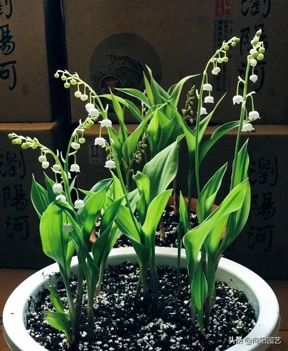 鈴蘭花怎麼養 先選對花苗 泥炭土栽種 開花的機率會更高 向陽園藝 Mdeditor