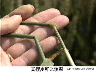 麥田怪圈竟然是假的？究竟是人為還是某種未知的傑作？