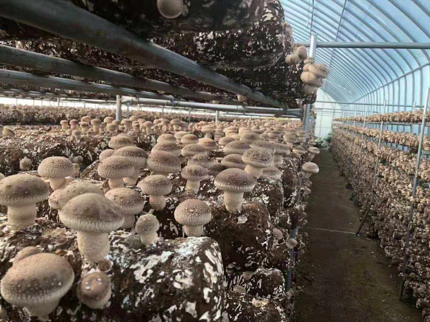 新手如何种植香菇？掌握出菇管理技巧，一年能出好几茬